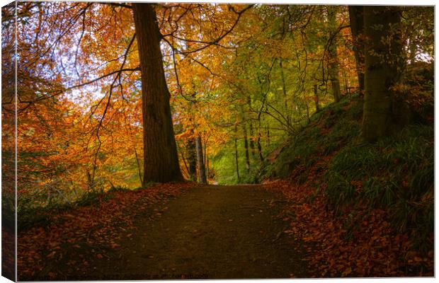 Autumn Walk In The Woods Canvas Print by mark james
