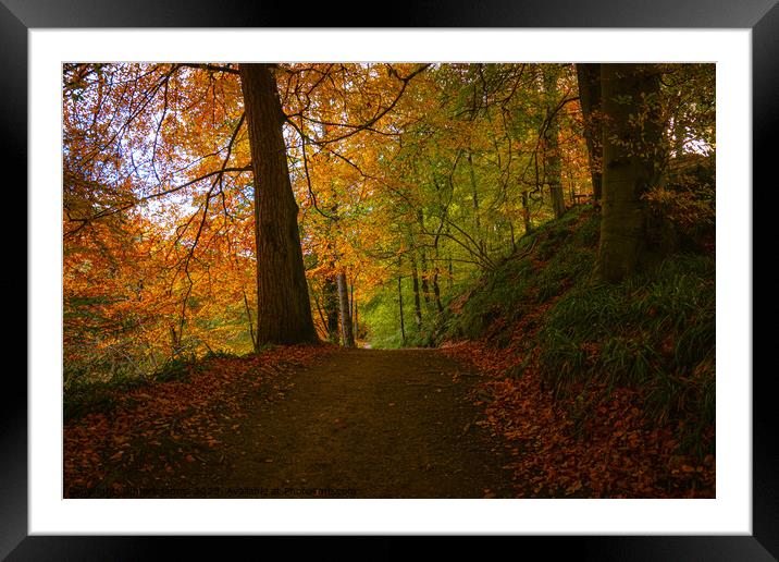 Autumn Walk In The Woods Framed Mounted Print by mark james