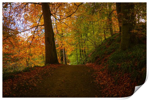 Autumn Walk In The Woods Print by mark james