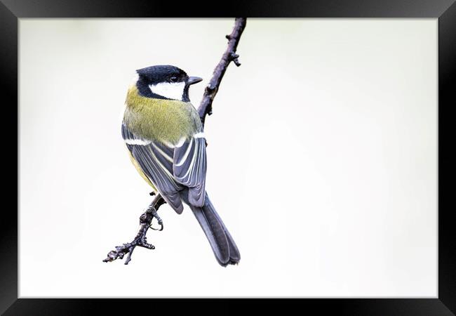 The great tit Framed Print by kathy white