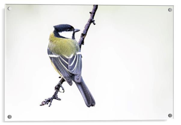 The great tit Acrylic by kathy white