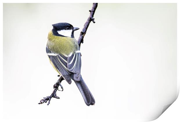 The great tit Print by kathy white