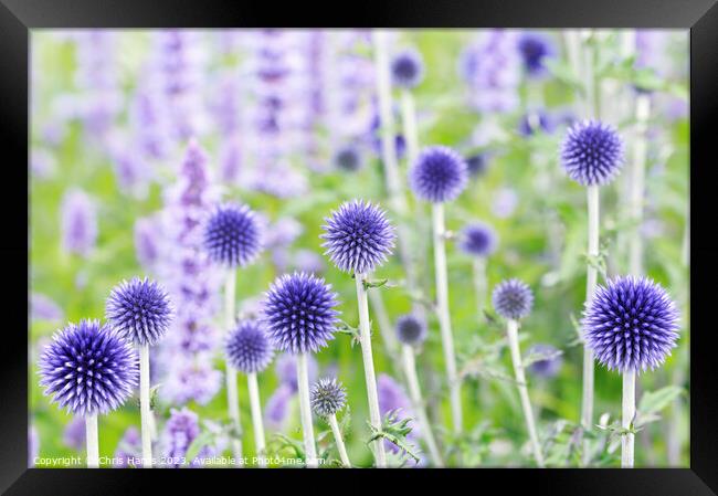 Echinops ritro 'Veitch's Blue' Framed Print by Chris Harris