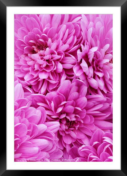 Petal Heaven Framed Mounted Print by Chris Harris