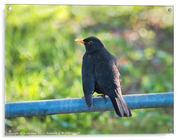 Common Blackbird - Turdus Merula Acrylic by Susie Peek