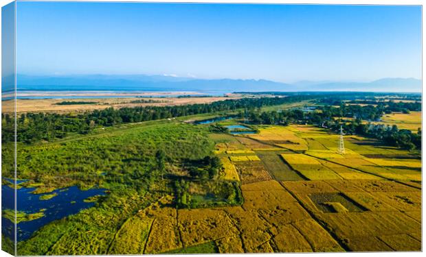 Aerial view of paddy farmland Canvas Print by Ambir Tolang