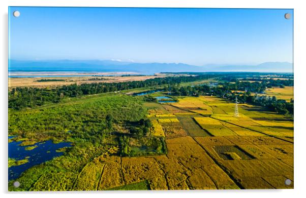 Aerial view of paddy farmland Acrylic by Ambir Tolang
