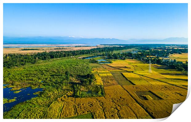 Aerial view of paddy farmland Print by Ambir Tolang
