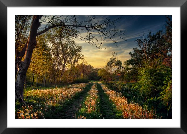 A country road in a field  Framed Mounted Print by Dejan Travica