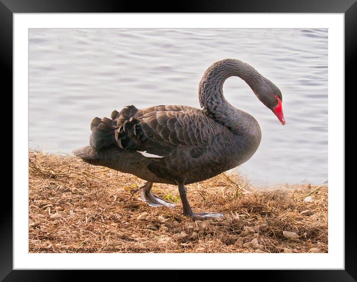 Black Swan  Framed Mounted Print by chris hyde