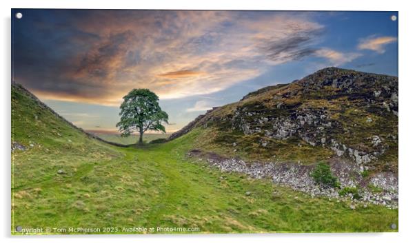 Iconic Sycamore Gap Acrylic by Tom McPherson