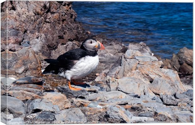 Atlantic Puffin Canvas Print by Tom McPherson