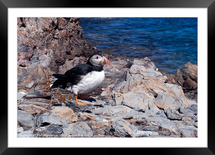 Atlantic Puffin Framed Mounted Print by Tom McPherson