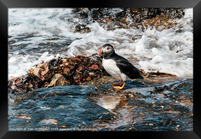 Atlantic Puffin Framed Print by Tom McPherson