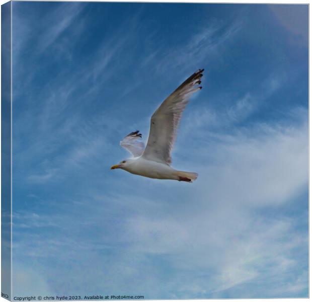 Gull against Blue Sky Canvas Print by chris hyde