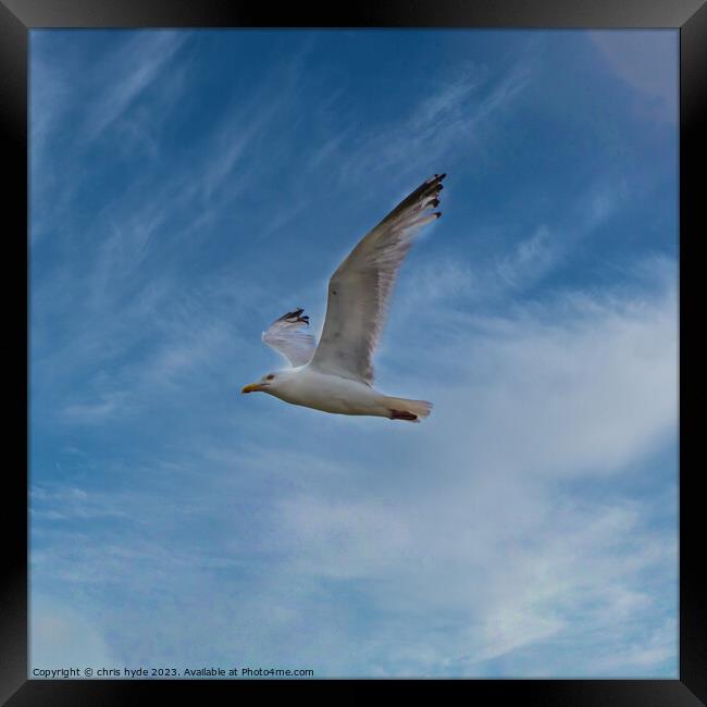Gull against Blue Sky Framed Print by chris hyde