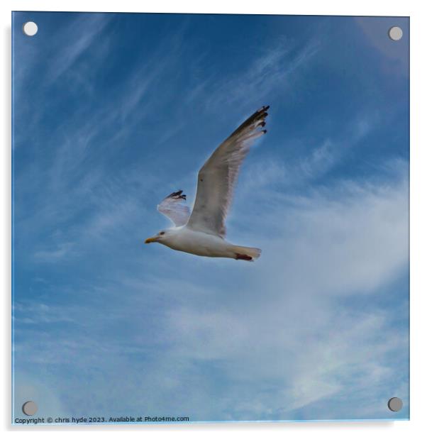 Gull against Blue Sky Acrylic by chris hyde