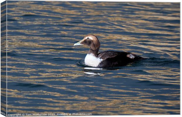 Female Common Eider Duck Canvas Print by Tom McPherson