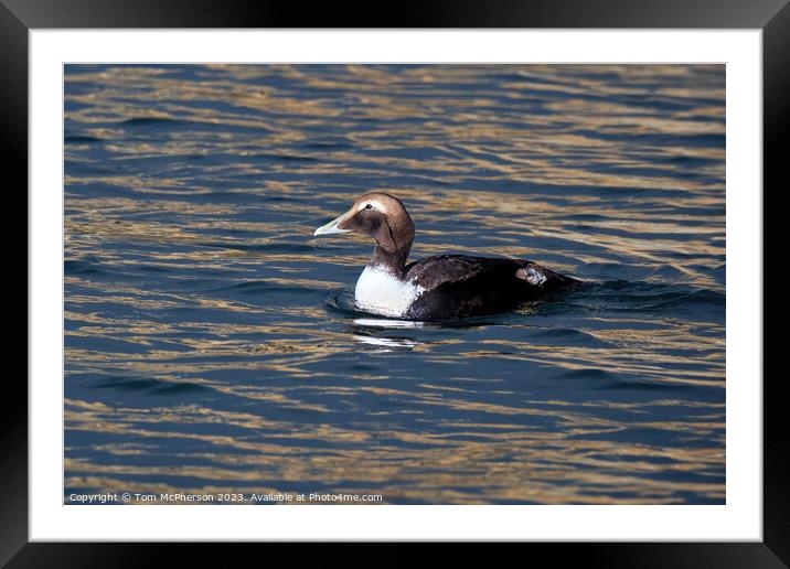 Female Common Eider Duck Framed Mounted Print by Tom McPherson