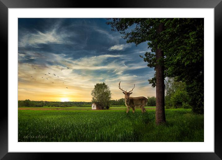 Deer in the field Framed Mounted Print by Dejan Travica