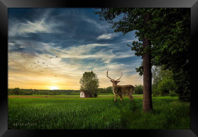 Deer in the field Framed Print by Dejan Travica