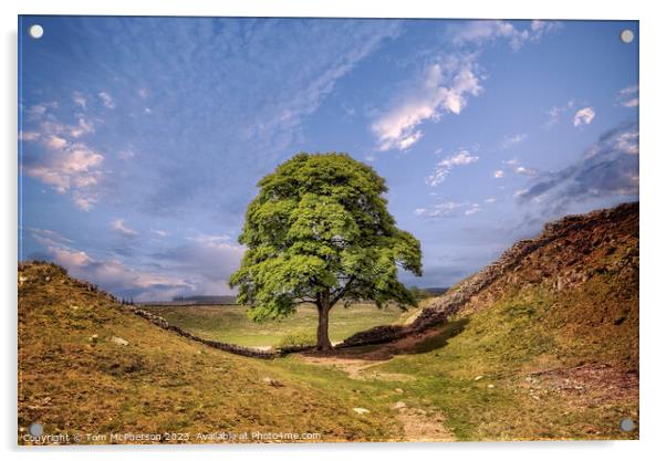 Sycamore Gap Tree Acrylic by Tom McPherson