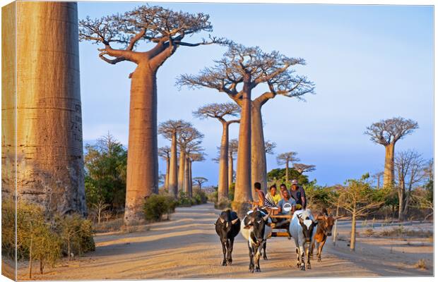 Avenue of the Baobabs Canvas Print by Arterra 