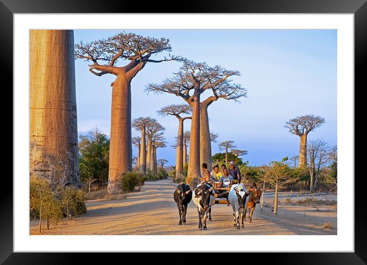 Avenue of the Baobabs Framed Mounted Print by Arterra 