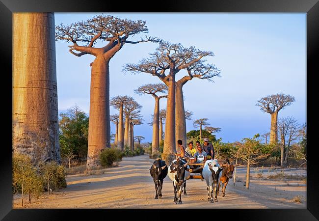 Avenue of the Baobabs Framed Print by Arterra 
