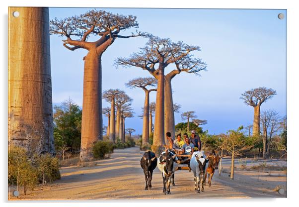 Avenue of the Baobabs Acrylic by Arterra 