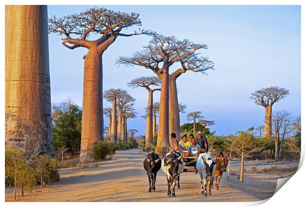 Avenue of the Baobabs Print by Arterra 