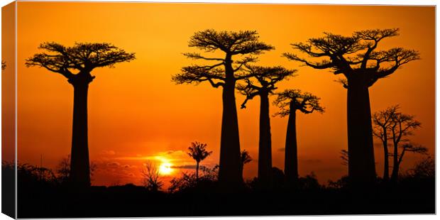 Baobab Trees at Sunset Canvas Print by Arterra 
