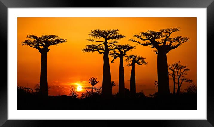 Baobab Trees at Sunset Framed Mounted Print by Arterra 
