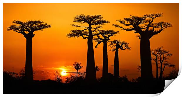 Baobab Trees at Sunset Print by Arterra 
