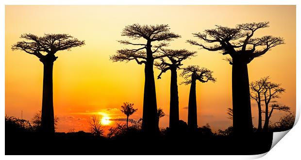 Madagascar at Sunset Print by Arterra 