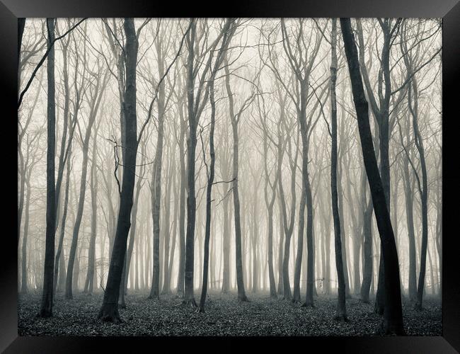 Woodland mist monochrome  Framed Print by Simon Johnson