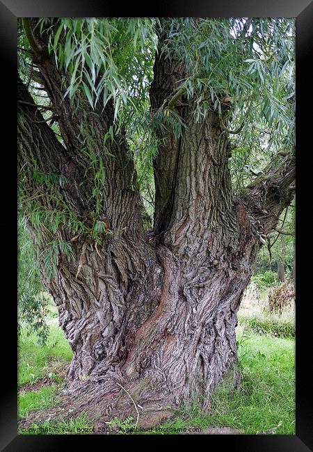 Willow tree, Thirsk 2 Framed Print by Paul Boizot