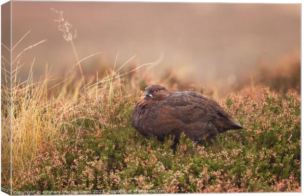 Female Red Grouse Canvas Print by Graham Hazlegreaves
