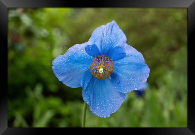 Himalayan Blue Poppy Meconopsis Slieve Donard Framed Print by Artur Bogacki