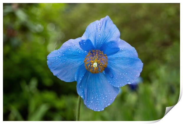 Himalayan Blue Poppy Meconopsis Slieve Donard Print by Artur Bogacki