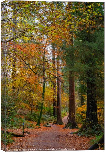 Autumn Colour on Coed Tan Dinas Walk in Snowdonia Canvas Print by Pearl Bucknall