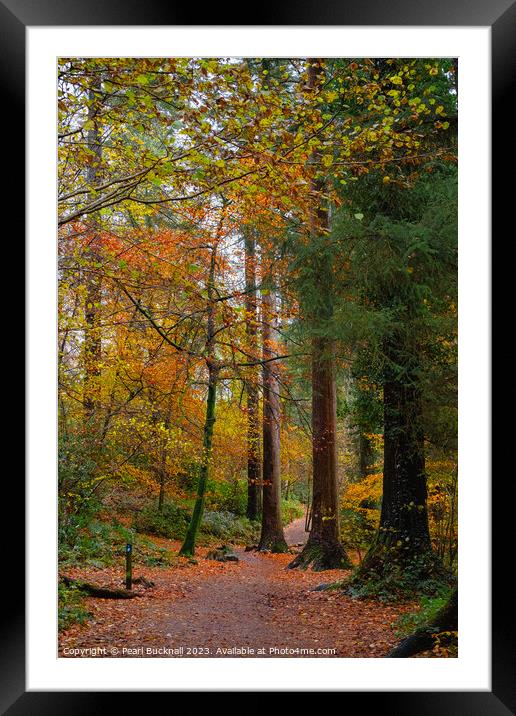 Autumn Colour on Coed Tan Dinas Walk in Snowdonia Framed Mounted Print by Pearl Bucknall