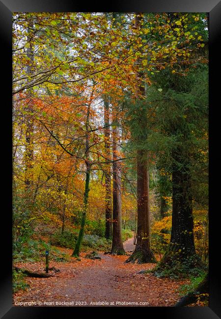 Autumn Colour on Coed Tan Dinas Walk in Snowdonia Framed Print by Pearl Bucknall