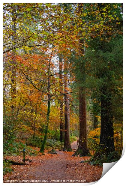Autumn Colour on Coed Tan Dinas Walk in Snowdonia Print by Pearl Bucknall