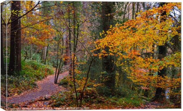 A Woodland Walk in Autumn at Betws-y-Coed Canvas Print by Pearl Bucknall