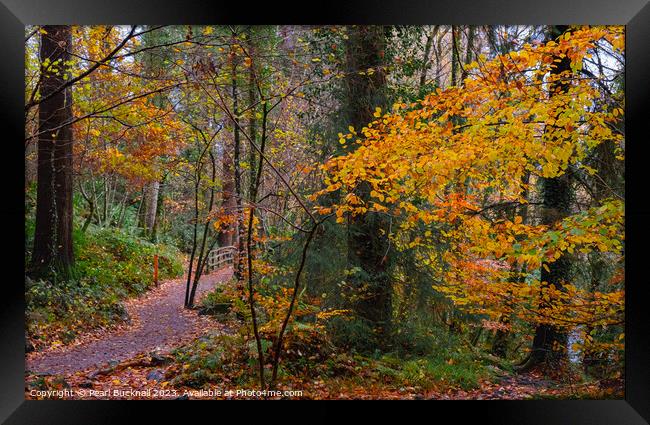 A Woodland Walk in Autumn at Betws-y-Coed Framed Print by Pearl Bucknall