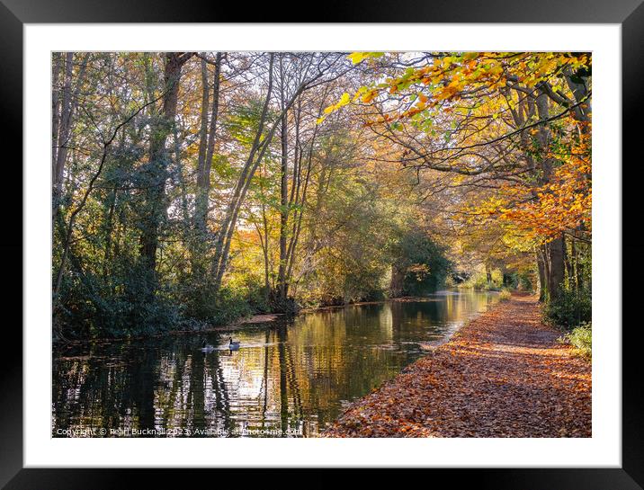 Basingstoke Canal in Autumn, Surrey Framed Mounted Print by Pearl Bucknall