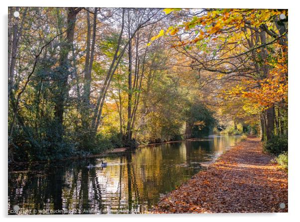 Basingstoke Canal in Autumn, Surrey Acrylic by Pearl Bucknall
