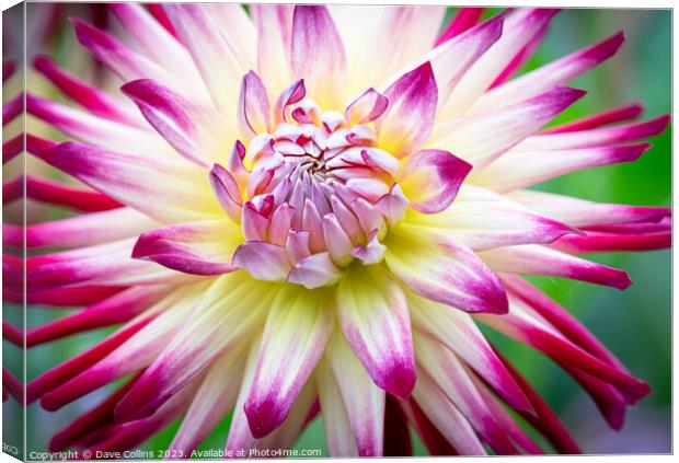 White and Purple Cactus dahlia Flower in bloom Canvas Print by Dave Collins