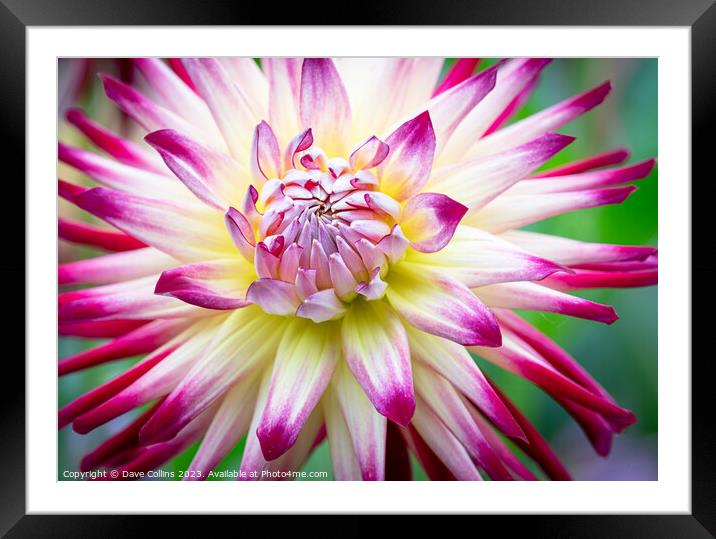 White and Purple Cactus dahlia Flower in bloom Framed Mounted Print by Dave Collins